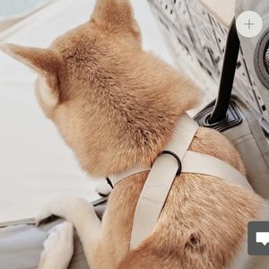 Lambwolf Collective Otto Escape Proof Harness size S in Cabin